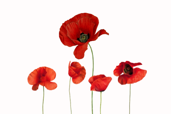 Remembrance Day and Legacy